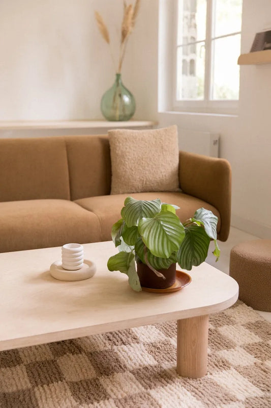 Joli Rectangular Birch Wood Coffee Table