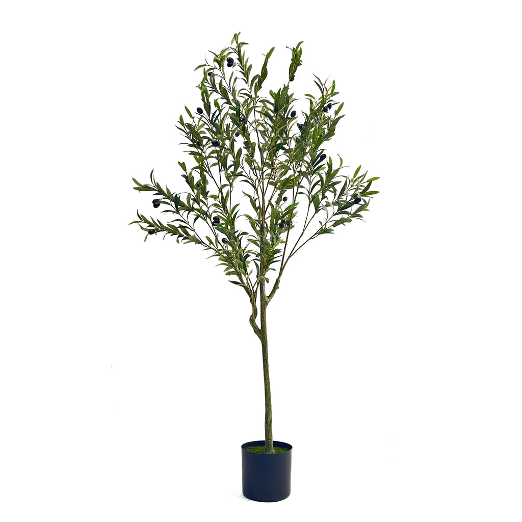5' Olive Tree