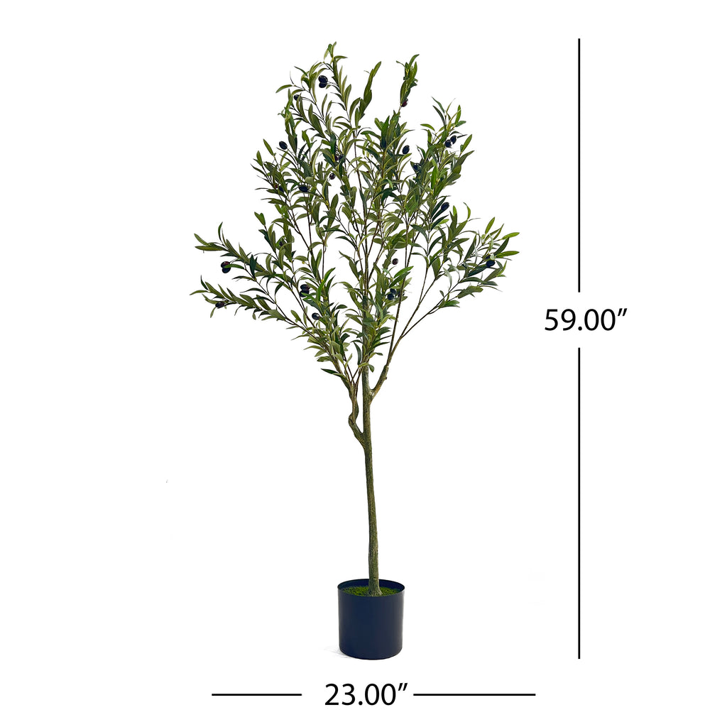 5' Olive Tree