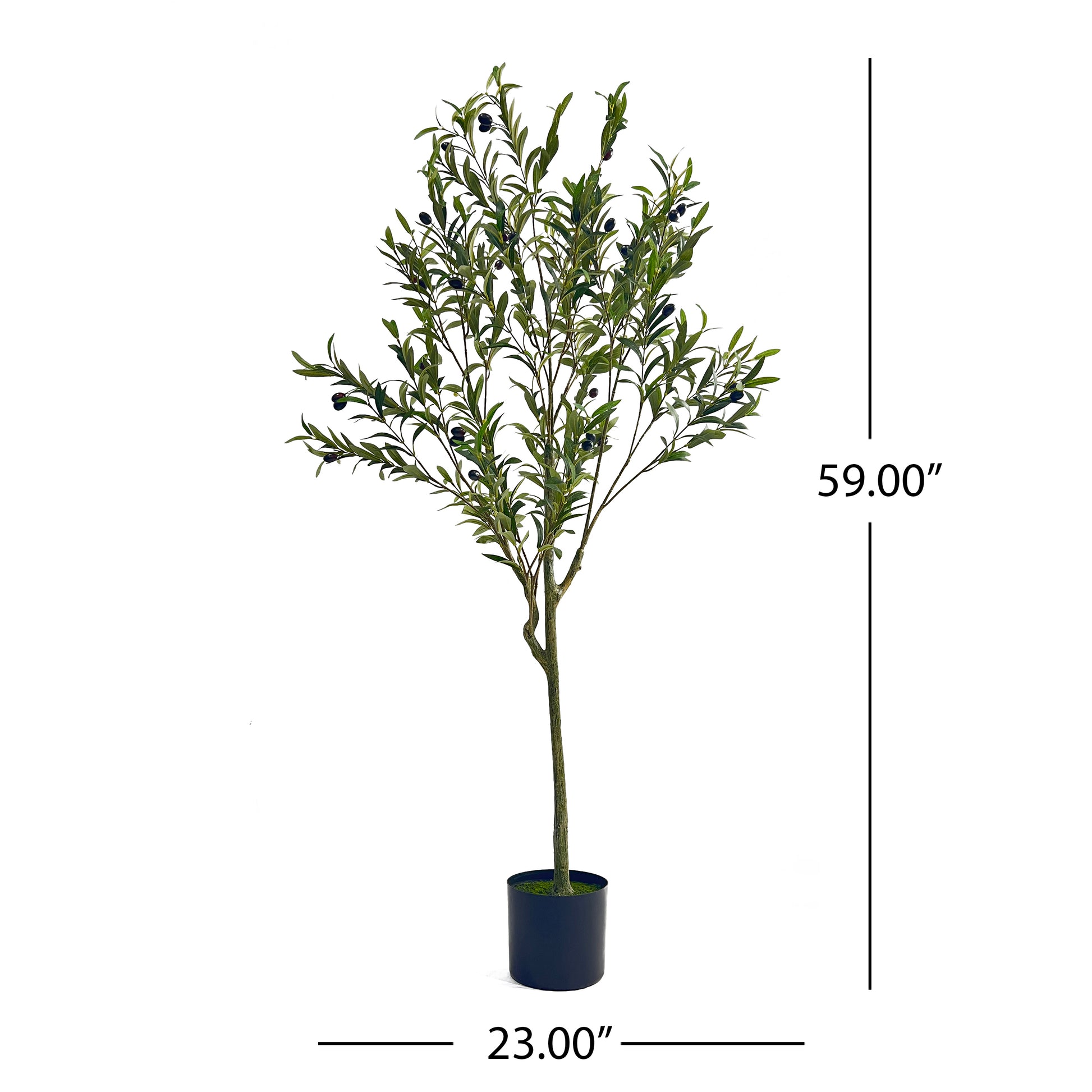 5' Olive Tree