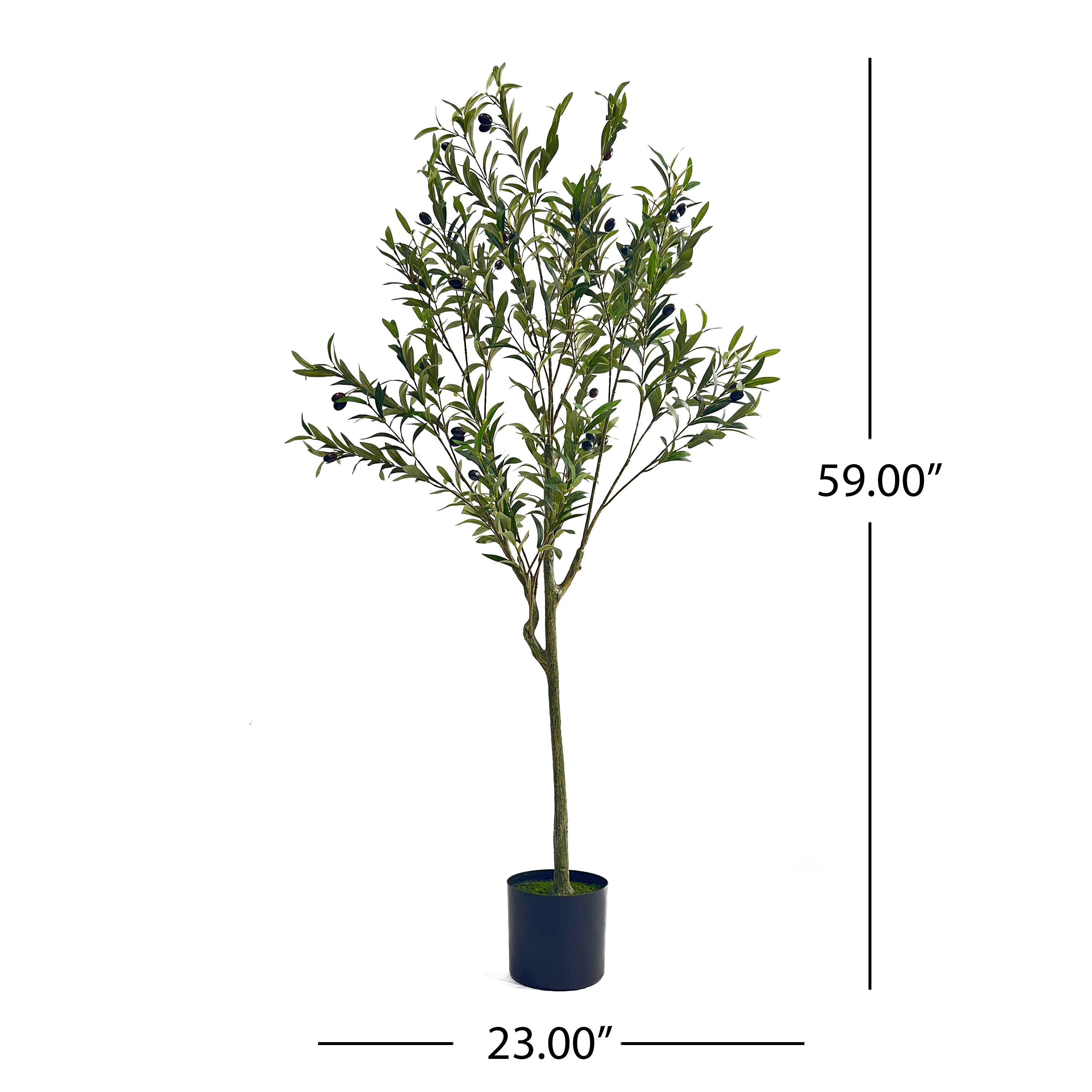 5' Olive Tree