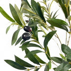5' Olive Tree